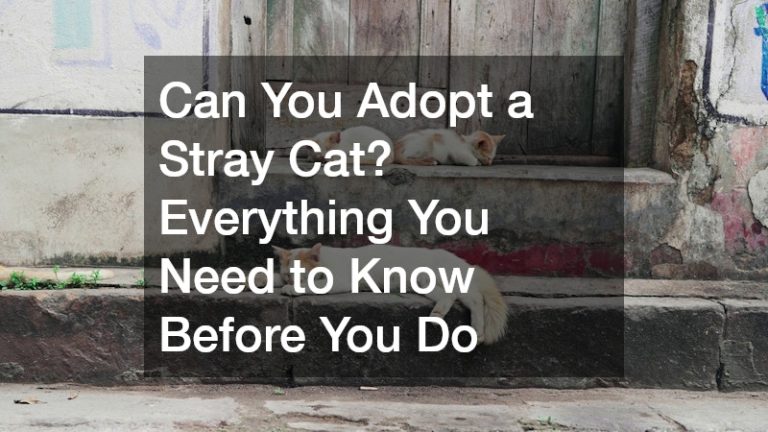 stray cats