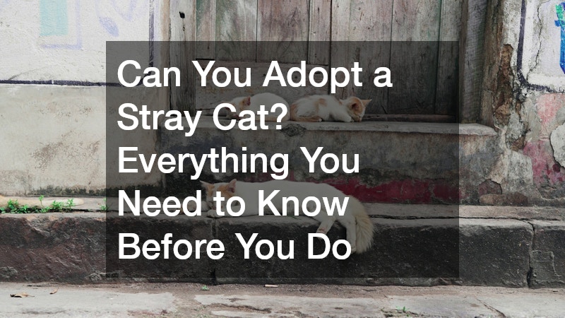 stray cats
