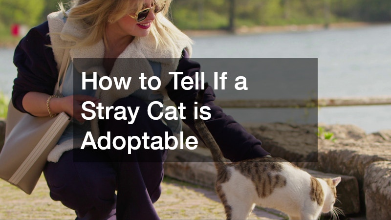 a woman touching a stray cat